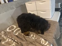 Leo, a male Miniature Bernedoodle for sale in Calhoun, GA – 6 of 9
