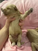 Golden maltipoo, a female Maltipoo and Miniature Goldendoodle for sale in Calhoun, GA – 5 of 10
