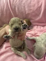 Golden maltipoo, a female Maltipoo and Miniature Goldendoodle for sale in Calhoun, GA – 3 of 10