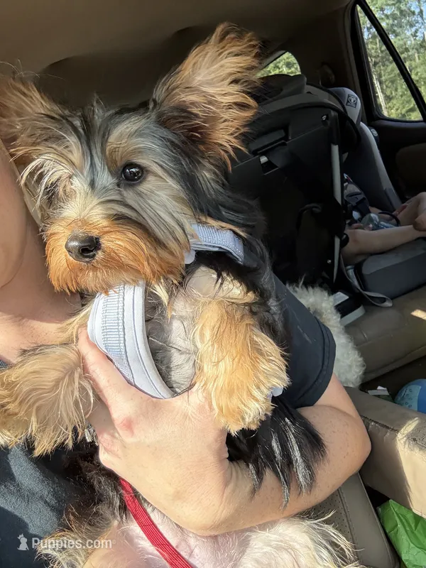 Belle – Yorkshire Terrier puppy for sale in Calhoun, GA