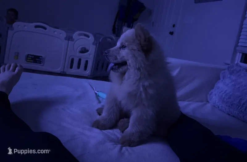 Kai – Chow Chow puppy for sale in Calhoun, GA