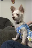 Daisy  , a female Chihuahua for sale in Calhoun, GA – 3 of 5