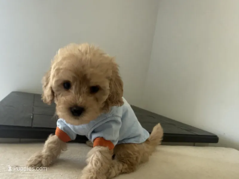 Golden boy  – Maltipoo, Miniature Goldendoodle puppy for sale in Calhoun, GA