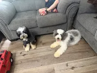 Theo , a male Miniature Bernedoodle for sale in Calhoun, GA – 3 of 3