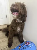 Waylon , a male Miniature Bernedoodle for sale in Calhoun, GA – 4 of 5