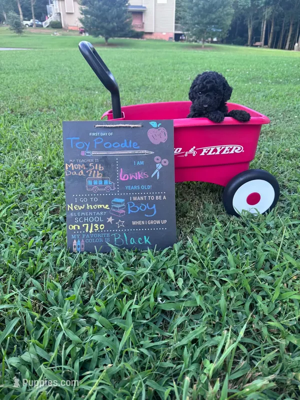 Black boy  – Poodle - Toy  puppy for sale in Calhoun, GA