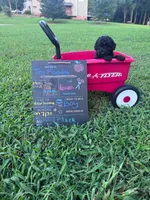 Black boy , a male Poodle - Toy  for sale in Calhoun, GA – 1 of 6