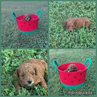 Red boy , a male Poodle - Toy  for sale in Calhoun, GA – 4 of 5