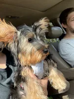 Belle, a female Yorkshire Terrier for sale in Calhoun, GA – 2 of 4