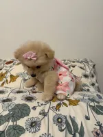Pom pom, a female Pomeranian for sale in Calhoun, GA – 5 of 6