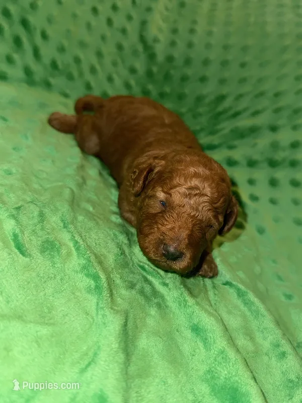 Rusty – Miniature Goldendoodle puppy for sale in Calhoun, GA