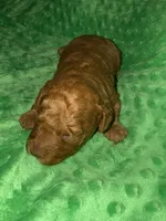 Rusty, a male Miniature Goldendoodle for sale in Calhoun, GA – Photo 3 of 6