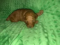 Rusty, a male Miniature Goldendoodle for sale in Calhoun, GA – Photo 4 of 6