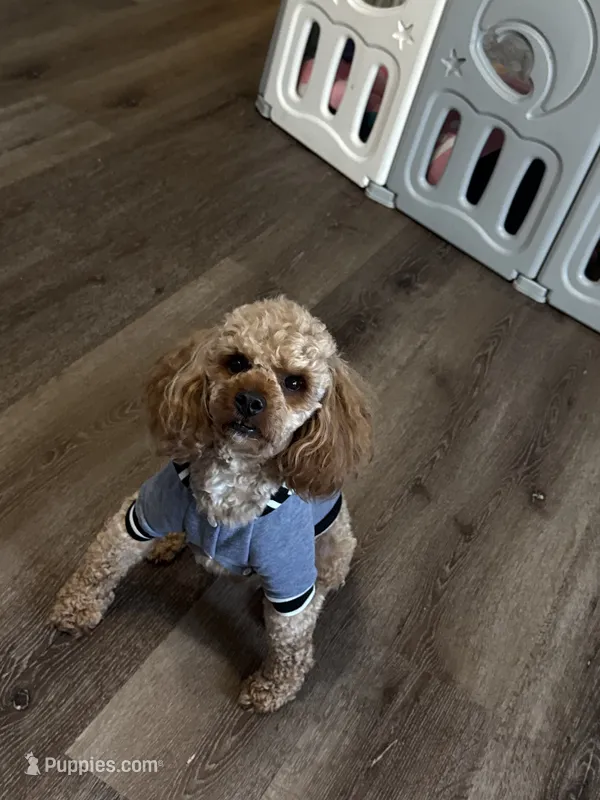 Teady – Poodle - Toy  puppy for sale in Calhoun, GA