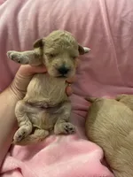 Golden maltipoo, a female Maltipoo and Miniature Goldendoodle for sale in Calhoun, GA – 7 of 10