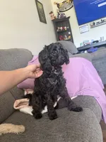 Boomer, a male Maltipoo for sale in Calhoun, GA – 1 of 2