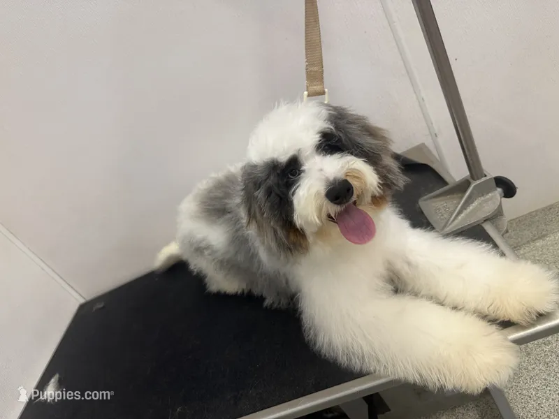 Stella – Miniature Bernedoodle puppy for sale in Calhoun, GA
