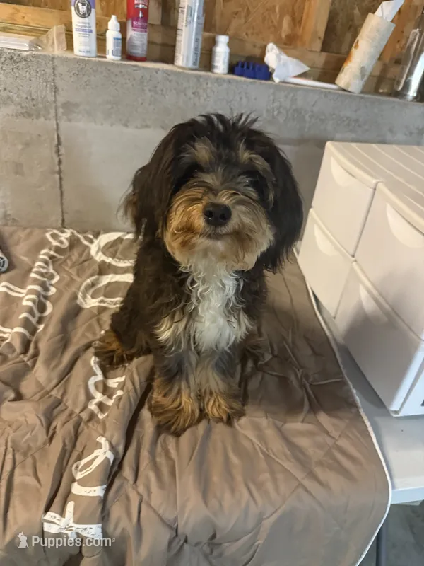 Leo – Miniature Bernedoodle puppy on hold in Calhoun, GA