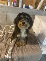 Leo, a male Miniature Bernedoodle for sale in Calhoun, GA – 1 of 9