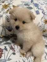 Pom Pom , a female Pomeranian for sale in Calhoun, GA – 4 of 9