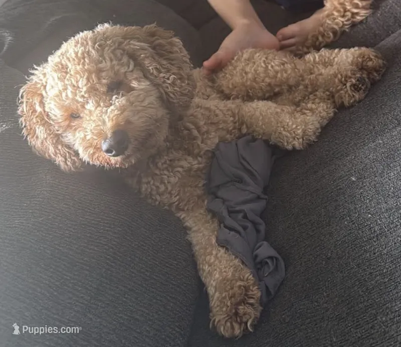Red – Miniature Goldendoodle puppy for sale in Calhoun, GA