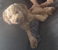 Red, a male Miniature Goldendoodle for sale in Calhoun, GA – 1 of 4