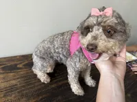 Nala, a female Cockapoo for sale in Calhoun, GA – 5 of 5