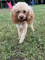 Sweet boy , a male Poodle - Miniature  for sale in Calhoun, GA – 2 of 4