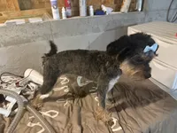 Star, a female Miniature Bernedoodle for sale in Calhoun, GA – 3 of 5