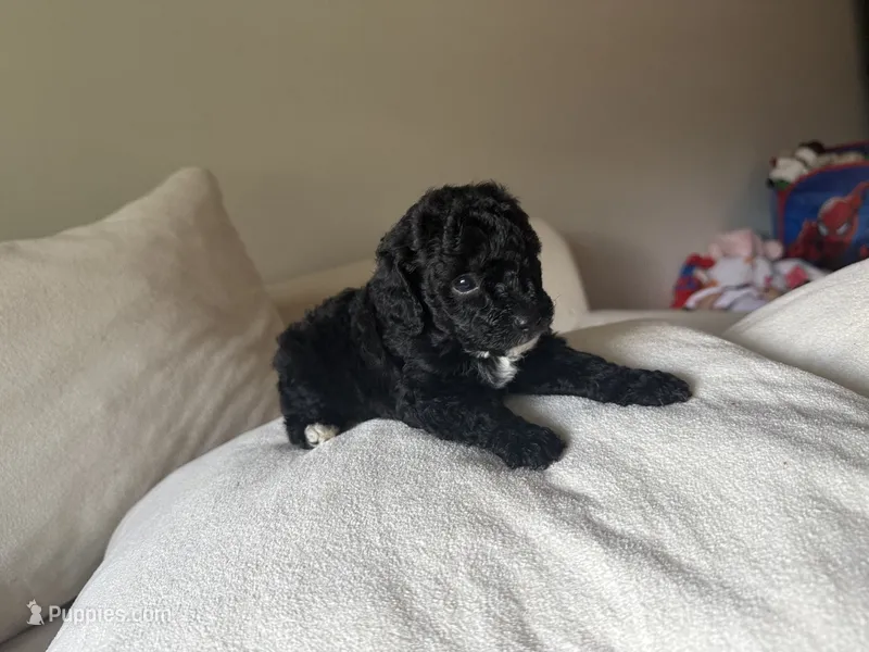 Black boy – Miniature Goldendoodle puppy for sale in Calhoun, GA