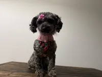 Baby girl , a female Poodle - Toy  and Miniature Goldendoodle for sale in Calhoun, GA – 4 of 9