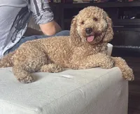Red, a male Miniature Goldendoodle for sale in Calhoun, GA – 3 of 4