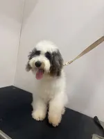 Stella, a female Miniature Bernedoodle for sale in Calhoun, GA – 4 of 4
