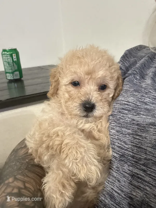 Golden boy  – Maltipoo, Miniature Goldendoodle puppy for sale in Calhoun, GA