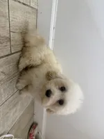 Parker , a male Maltipoo for sale in Calhoun, GA – 4 of 8