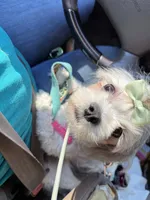 Willow, a female Shih Tzu and Poodle - Toy  for sale in Calhoun, GA – 2 of 2