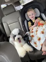 Stella, a female Miniature Bernedoodle for sale in Calhoun, GA – 2 of 4