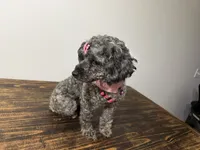 Baby girl , a female Poodle - Toy  and Miniature Goldendoodle for sale in Calhoun, GA – 3 of 9