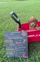 Red boy , a male Poodle - Toy  for sale in Calhoun, GA – 1 of 5