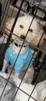 Blu, a male Cavalier King Charles Spaniel and Poodle - Toy  for sale in Calhoun, GA – 2 of 2