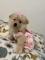 Pom pom, a female Pomeranian for sale in Calhoun, GA – 2 of 6