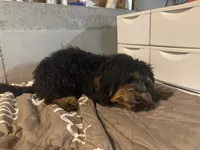 Leo, a male Miniature Bernedoodle for sale in Calhoun, GA – 9 of 9