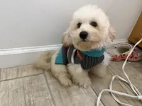 Parker , a male Maltipoo for sale in Calhoun, GA – 5 of 8