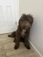 Waylon , a male Miniature Bernedoodle for sale in Calhoun, GA – 2 of 5