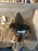Star, a female Miniature Bernedoodle for sale in Calhoun, GA – 2 of 5