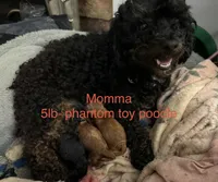 Black boy , a male Poodle - Toy  for sale in Calhoun, GA – 6 of 6