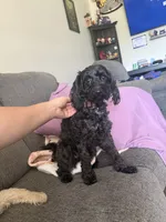 Boomer, a male Maltipoo for sale in Calhoun, GA – 2 of 2