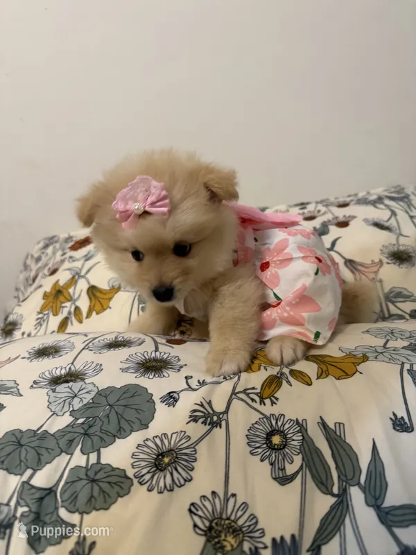 Pom pom – Pomeranian puppy for sale in Calhoun, GA