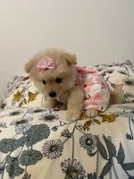 Pom pom, a female Pomeranian for sale in Calhoun, GA – 1 of 6