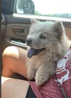 Kai, a male Chow Chow for sale in Calhoun, GA – 2 of 3